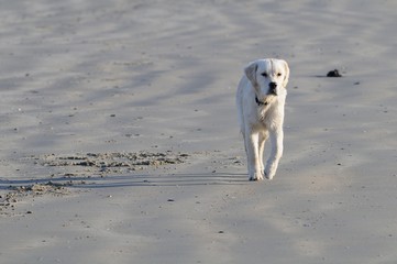 chien marchant sur la plage