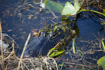 Alligator hiding in lilly pads