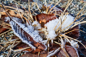 Autumn sheets with hoarfrost.
