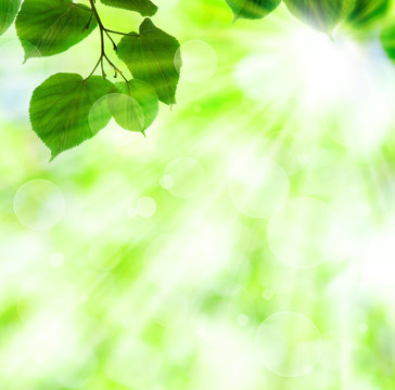 Spring sun beam with green leaves