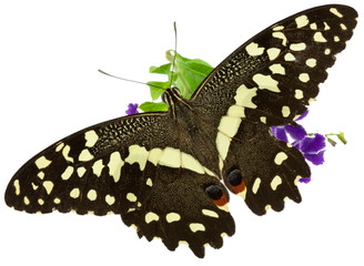 papillon