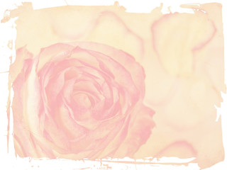 Delicate rose on grunge background