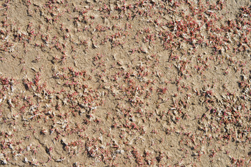 Salicornia dried on land