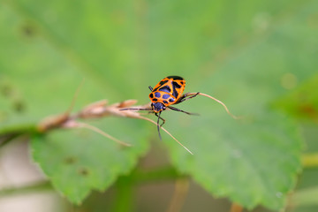 Fototapeta premium stink bug