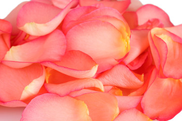 beautiful pink rose petals closeup