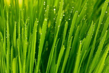 Green grass closeup