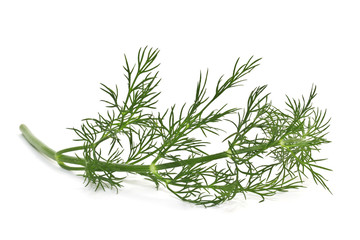 Branch of fresh dill isolated on a white background