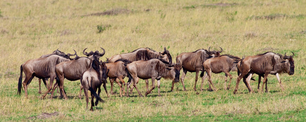 Naklejka na ściany i meble Masajowie Mara Wildebeest Migration Safari
