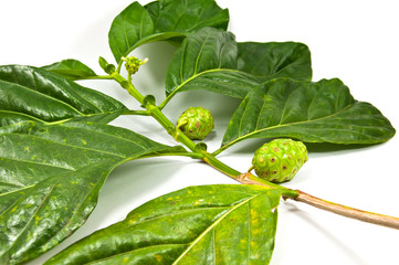 Morinda citrifolia