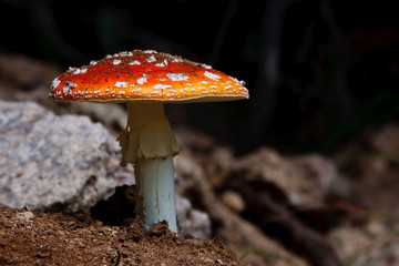 Fliegenpilz #031103