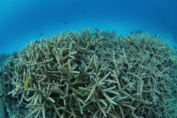 枝サンゴの群生