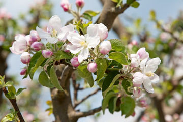 Apple garden