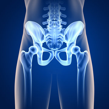 H&uuml;fte-Anatomie - 3D Grafik