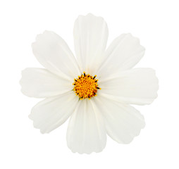 Obraz premium white flower isolated with clipping path