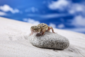 Gecko on sand
