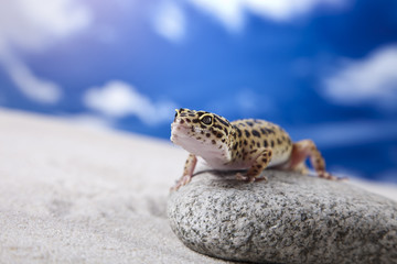 Gecko on sand