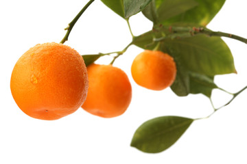 orange tree branch