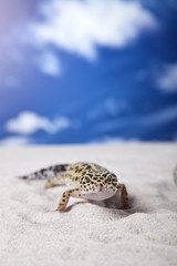 Gecko on sand