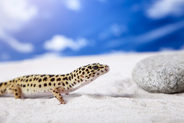 Gecko on sand