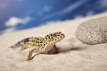 Gecko on sand