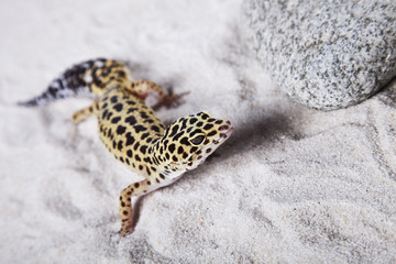 Gecko on sand
