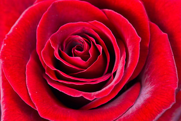rote Rose