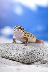 Gecko on rock