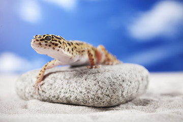 Gecko on rock