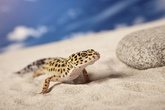 Gecko on sand