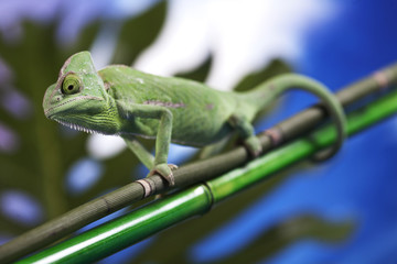 Green chameleon on bamboo