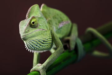 Green chameleon on bamboo