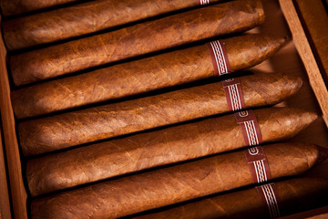 Cigars in humidor