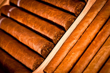 Cigars in humidor