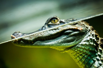 Naklejka premium Caiman crocodilus