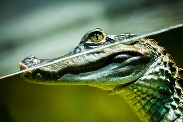 Zelfklevend Fotobehang Krokodil Kaaiman crocodilus