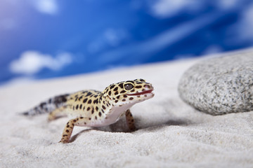 Gecko on rock