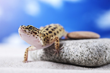 Gecko on rock