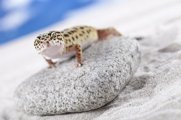 Gecko on rock