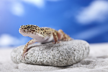 Gecko on rock