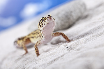 Gecko on sand