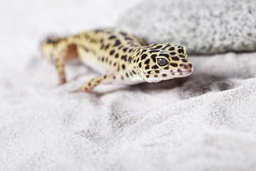 Gecko on sand