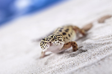 Gecko on sand