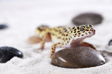 Gecko on sand