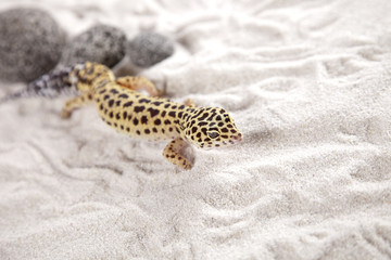 Gecko on sand
