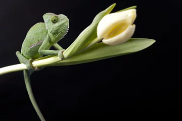 Photo sur Plexiglas Caméléon Green chameleon on flower