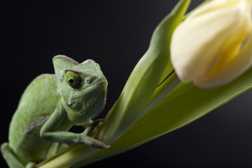 Fototapeta premium Green chameleon on flower