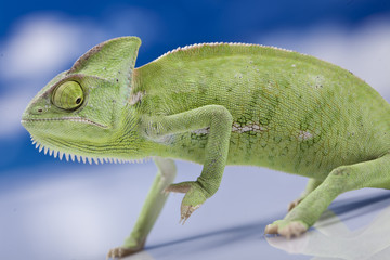 Fototapeta premium Green chameleon