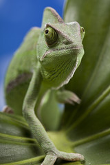 Green chameleon