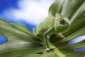 Green chameleon on leaf © BrunoWeltmann