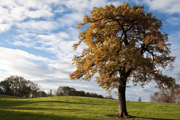 Baumm im Herbst